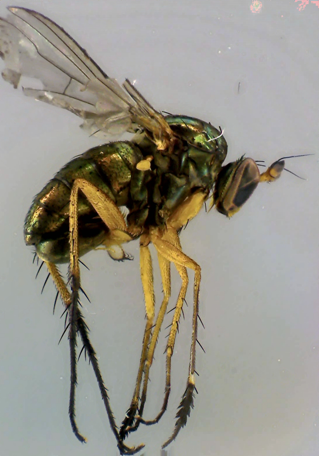 Dolichopus plumipes.jpg